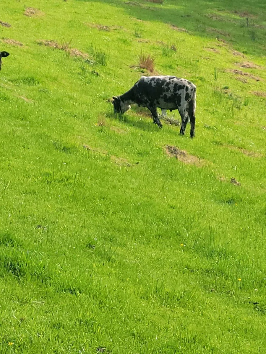 Spotted Dutch ram and two year old rams - Image 4