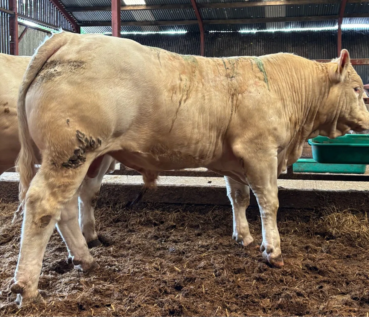 Charolais Bulls - Image 4