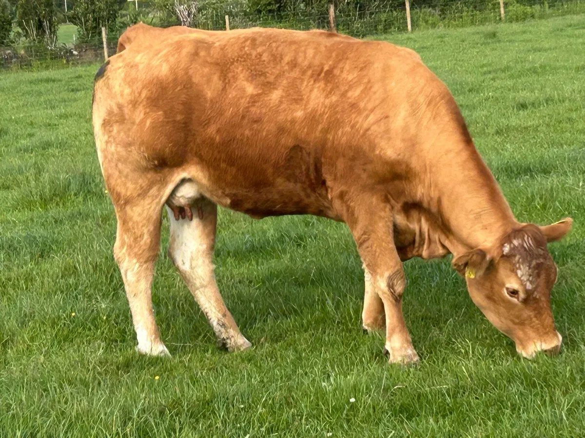 10 first and second calved cows - Image 3