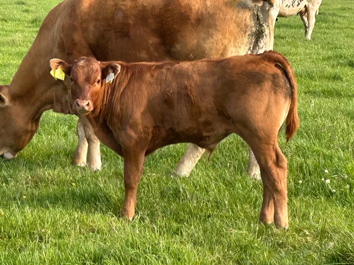 10 first and second calved cows - Image 4