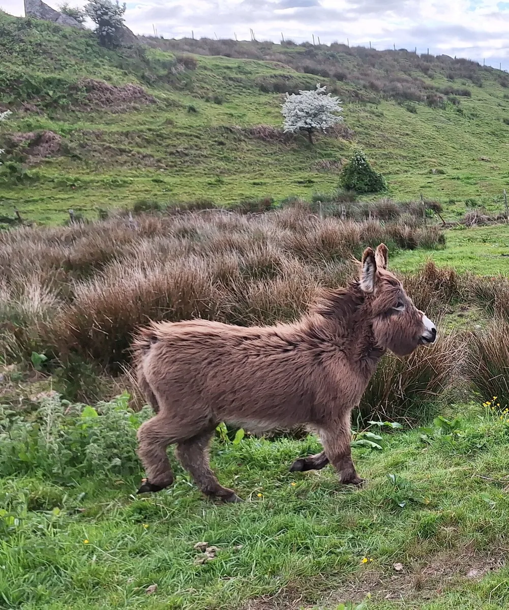FEMALE DONKEY