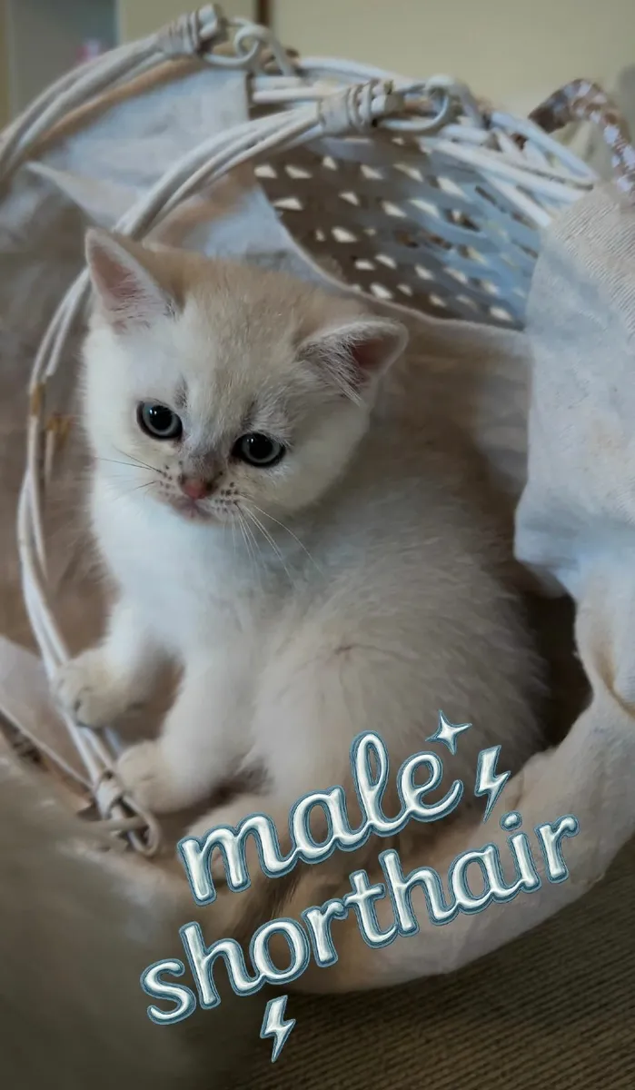 Champion TICA Pedigree BSH Kittens🩷 💙 - Image 2
