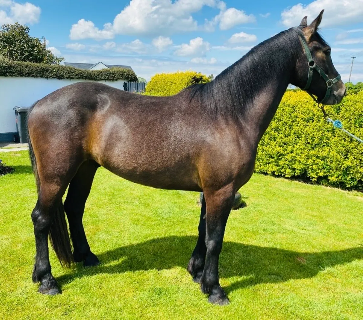 Beautiful Full Connemara Gelding - Image 1