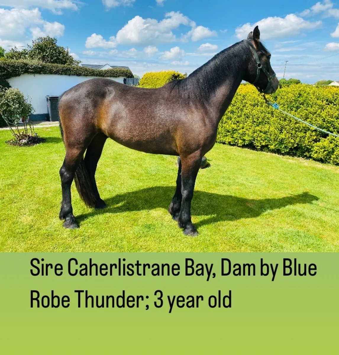 Beautiful Full Connemara Gelding - Image 3