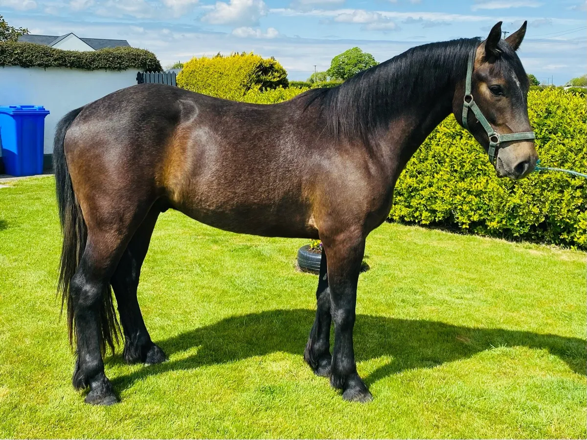 Beautiful Full Connemara Gelding - Image 4