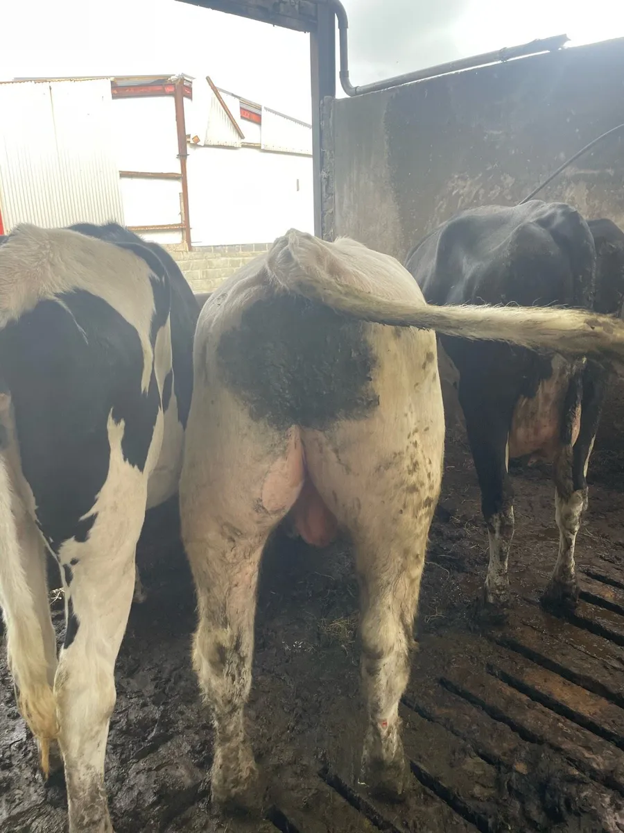 Shorthorn Bull - Image 2