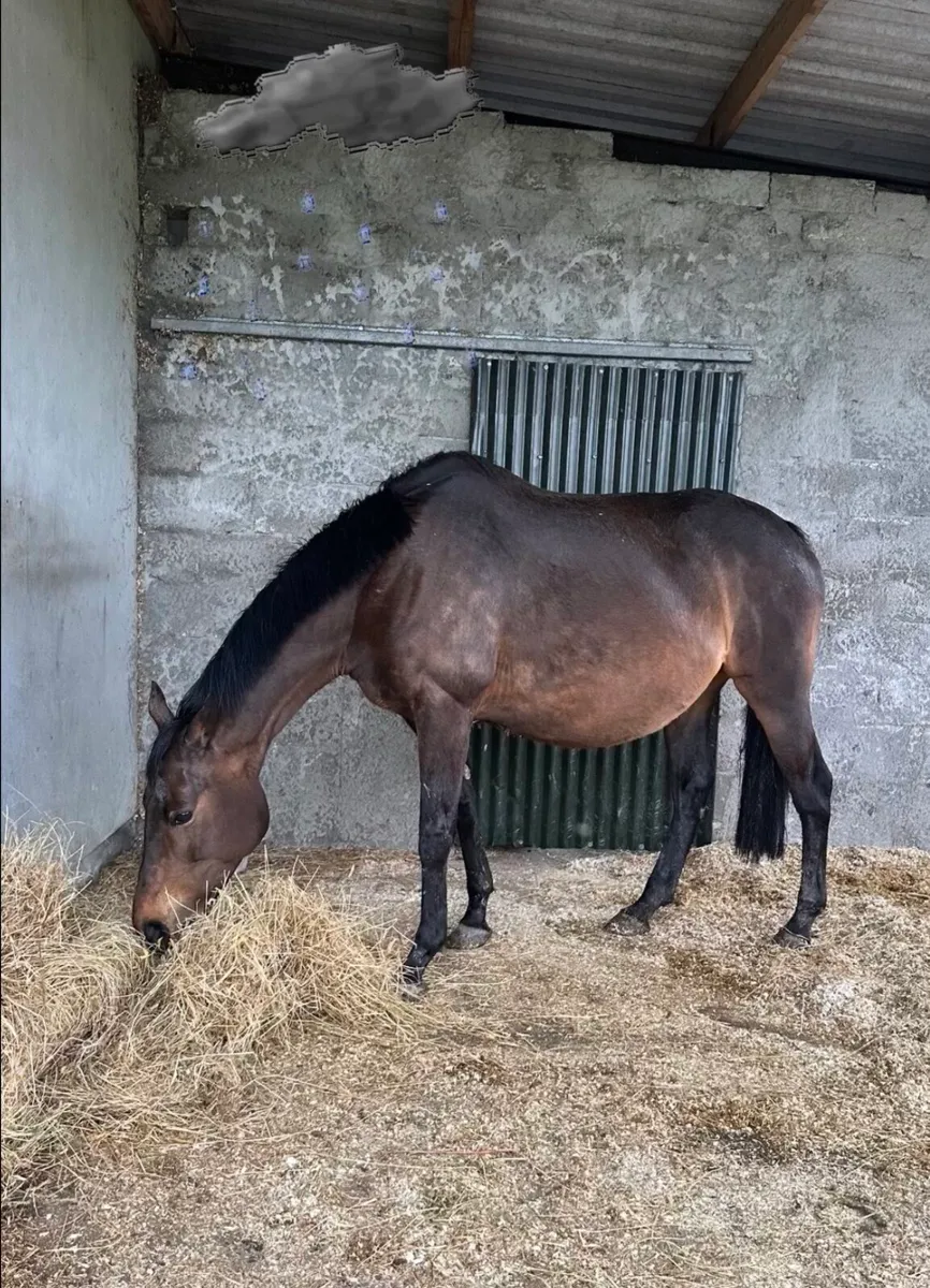 Brood mare - Image 1