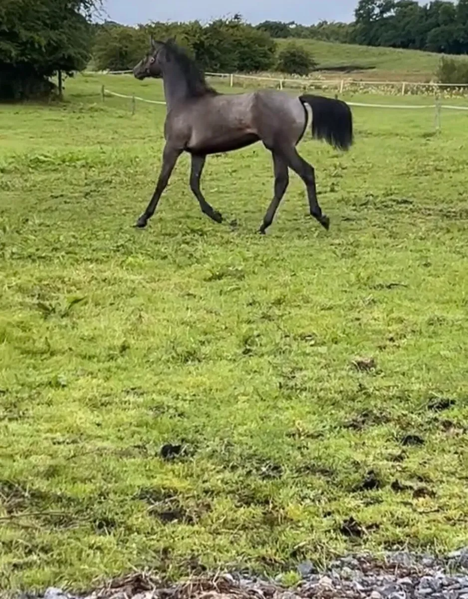 Brood mare - Image 2