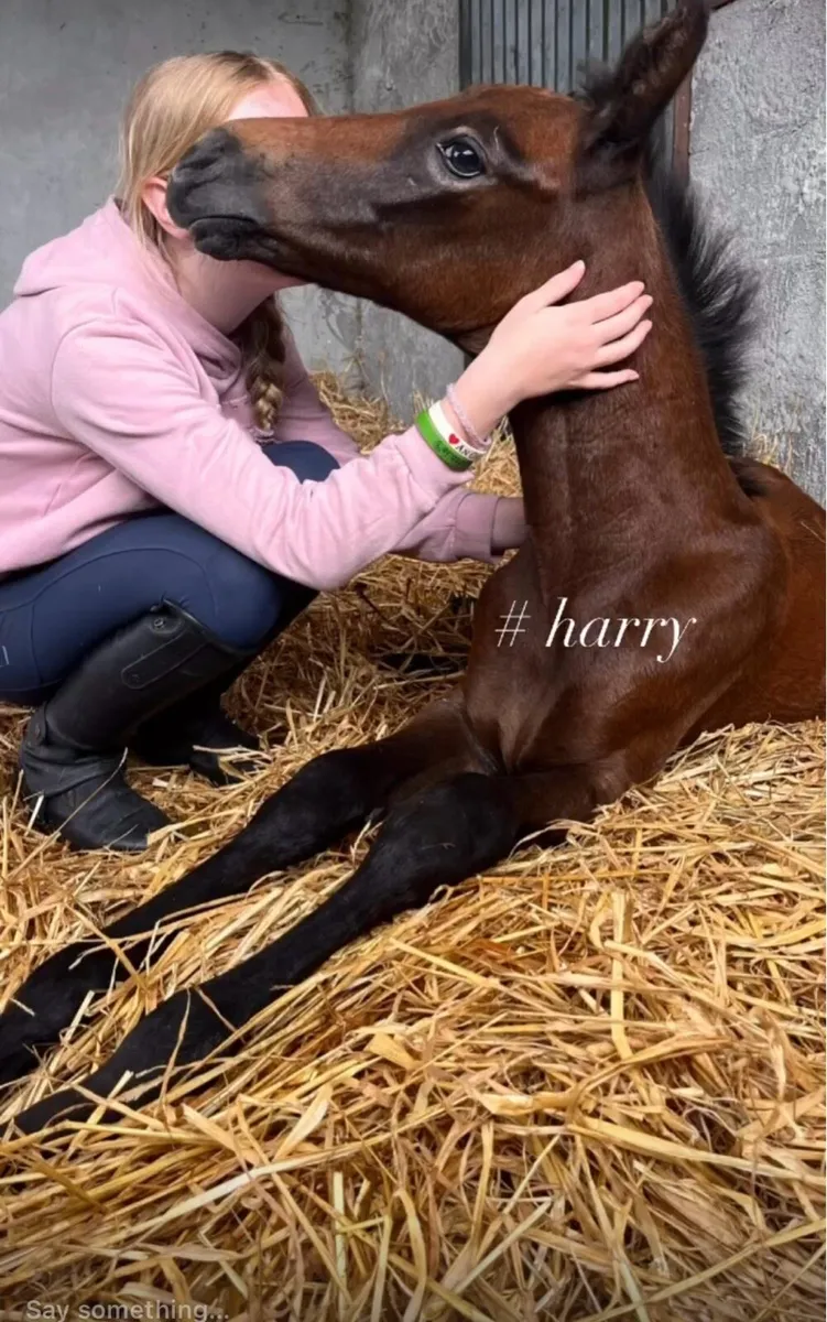 Brood mare - Image 3