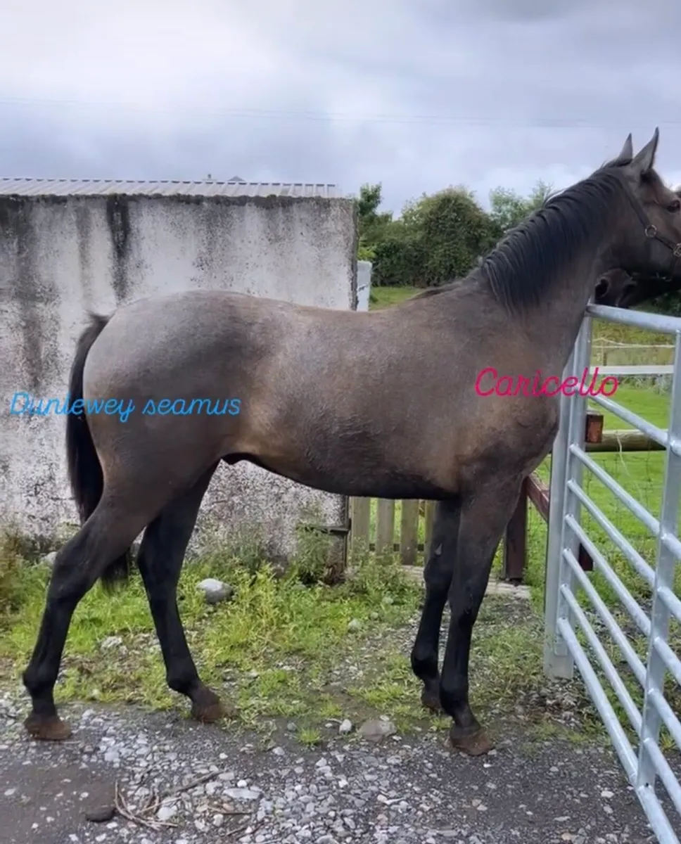 Brood mare - Image 4