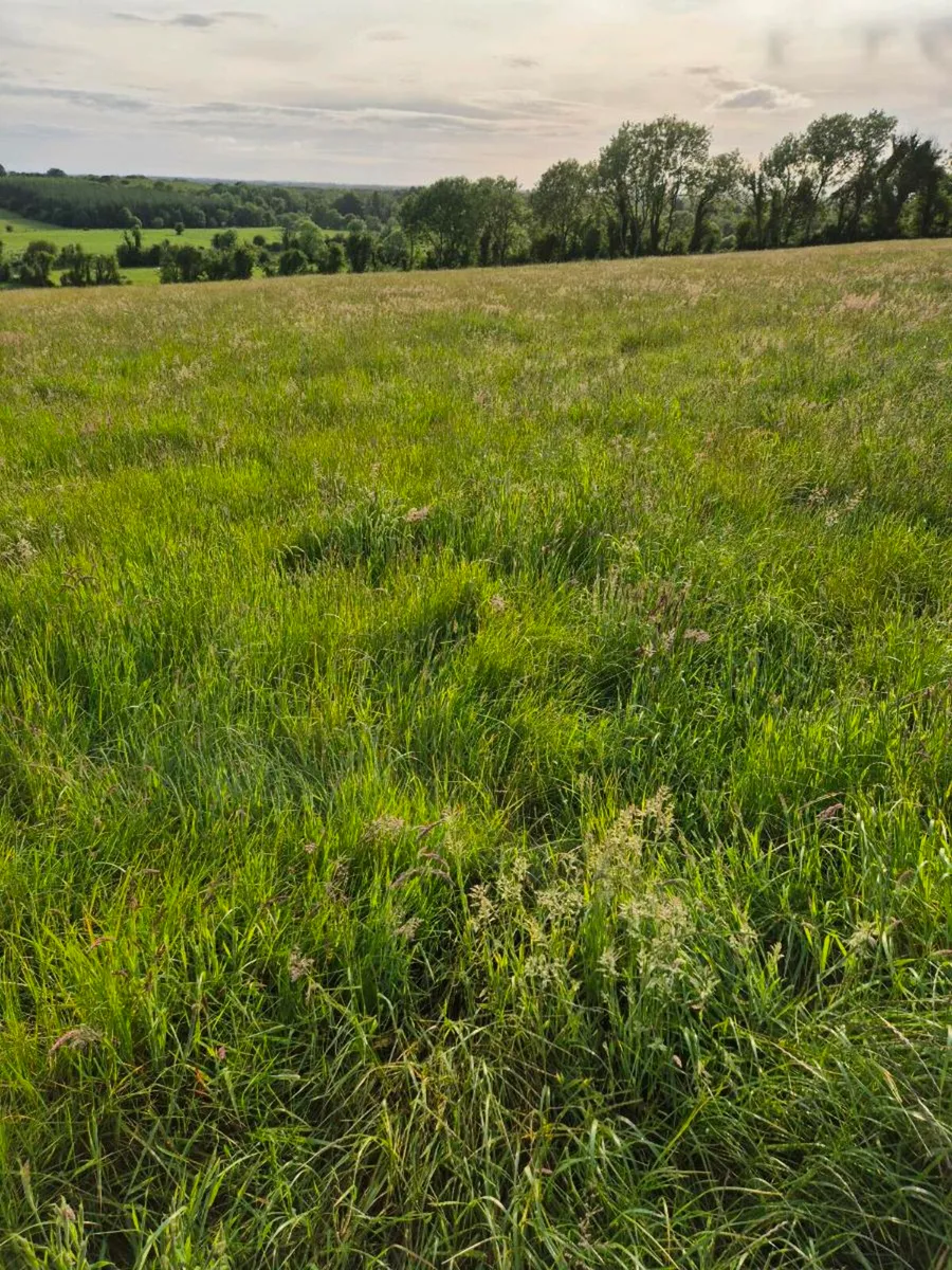 Silage ground - Image 2