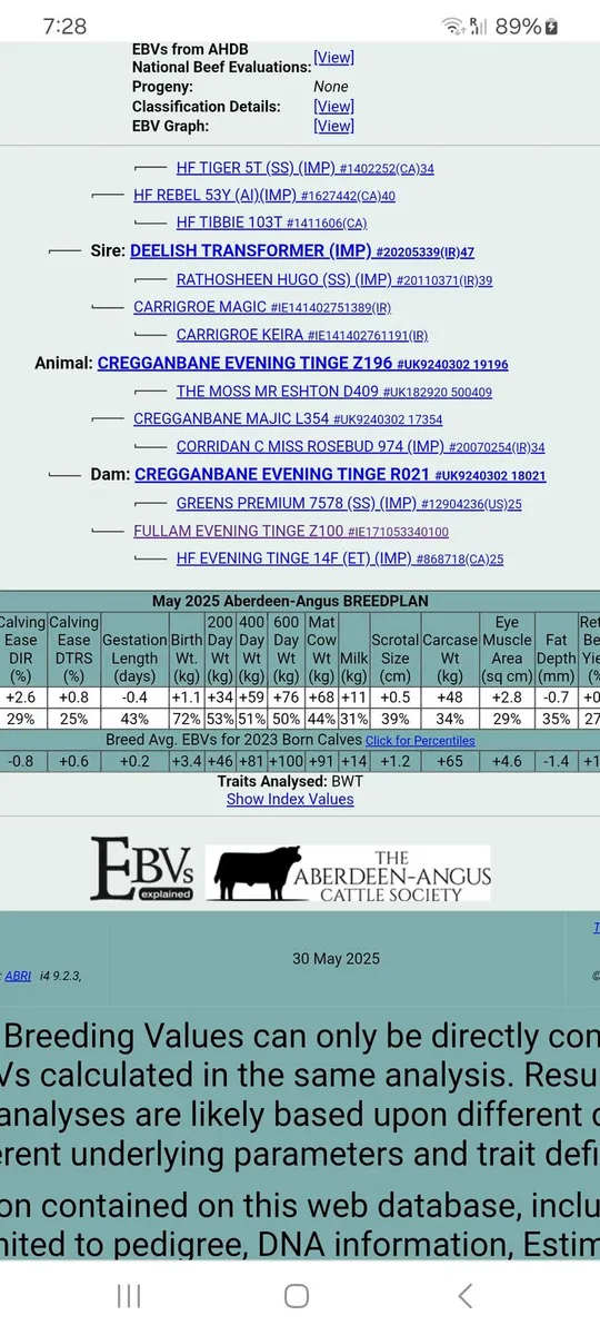 Pedigree Aberdeen Angus - Image 2