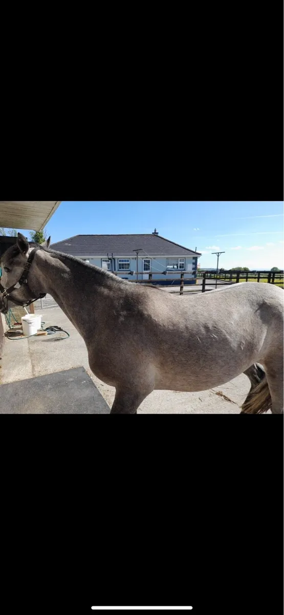 3yr old conamara filly - Image 2