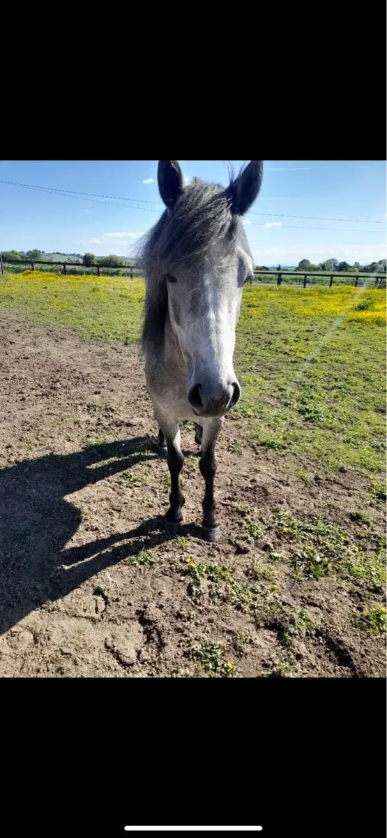 3yr old conamara filly - Image 3