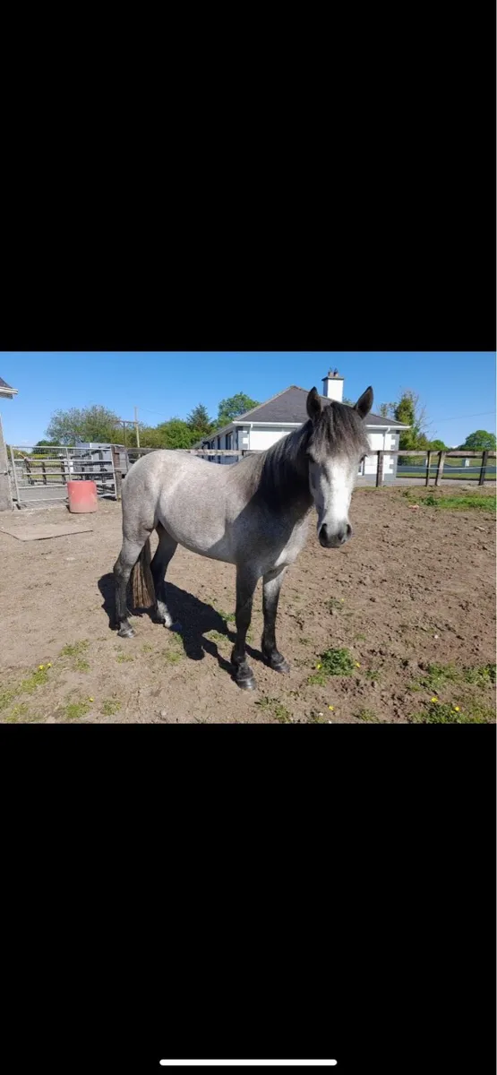 3yr old conamara filly - Image 4