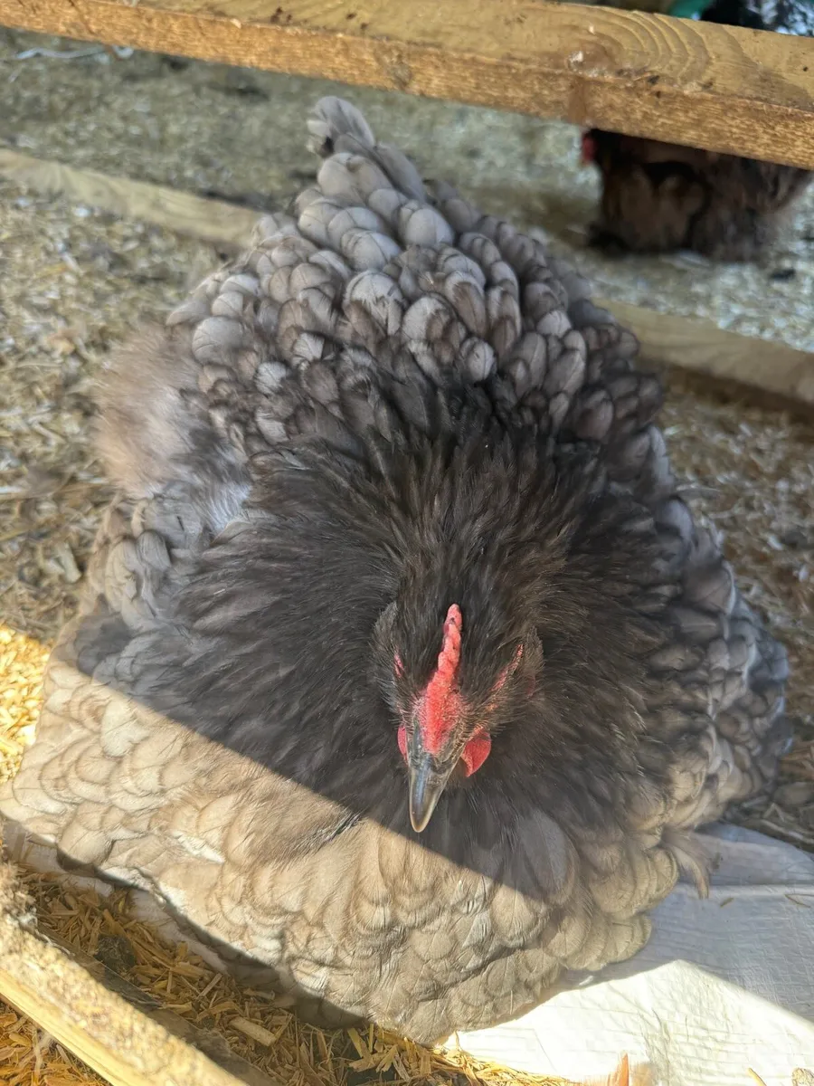 Black, Blue, Jubilee Orpington Chicks & Pullets - Image 2