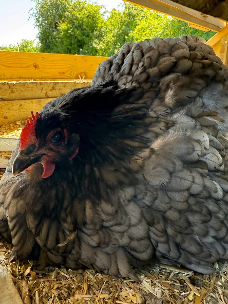 Black, Blue, Jubilee Orpington Chicks & Pullets - Image 3