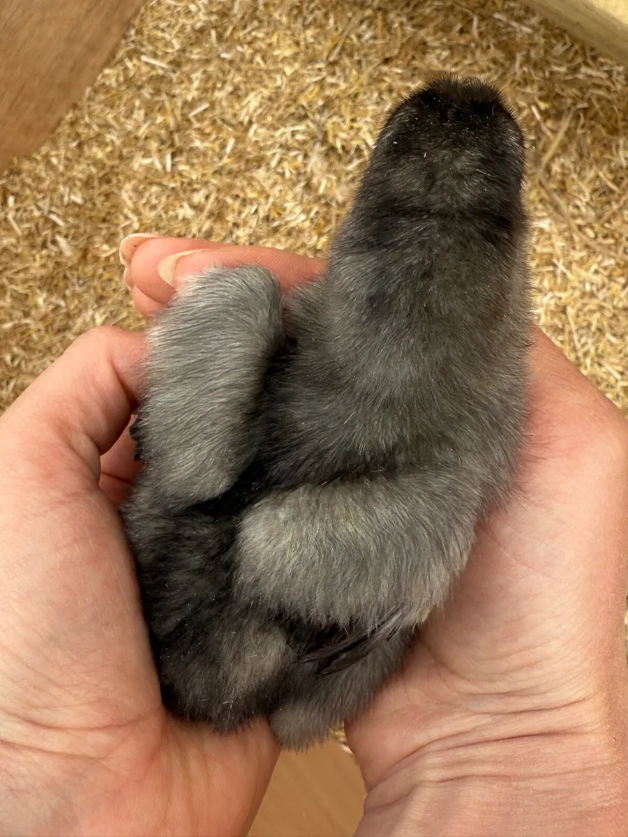 Black, Blue, Jubilee Orpington Chicks & Pullets - Image 4