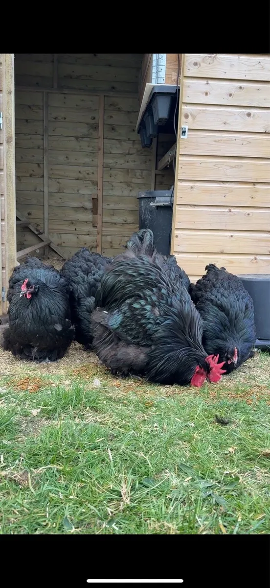 Black, Blue, Jubilee Orpington Chicks & Pullets - Image 1