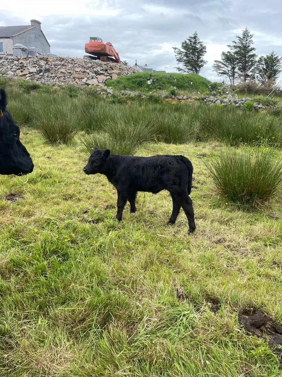 PBR Galloway cow and heifer calf - Image 2