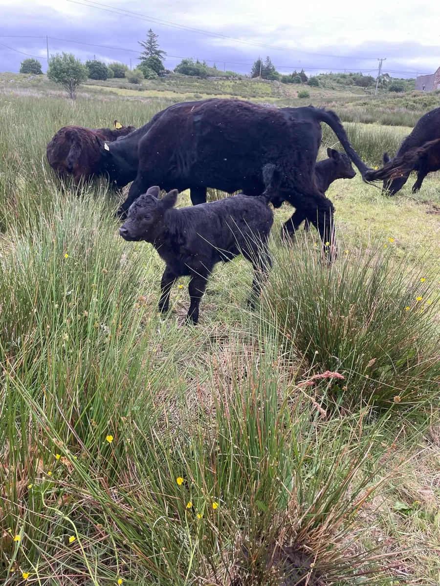 PBR Galloway cow and heifer calf - Image 3