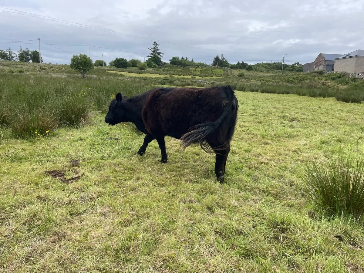 PBR Galloway cow and heifer calf - Image 4