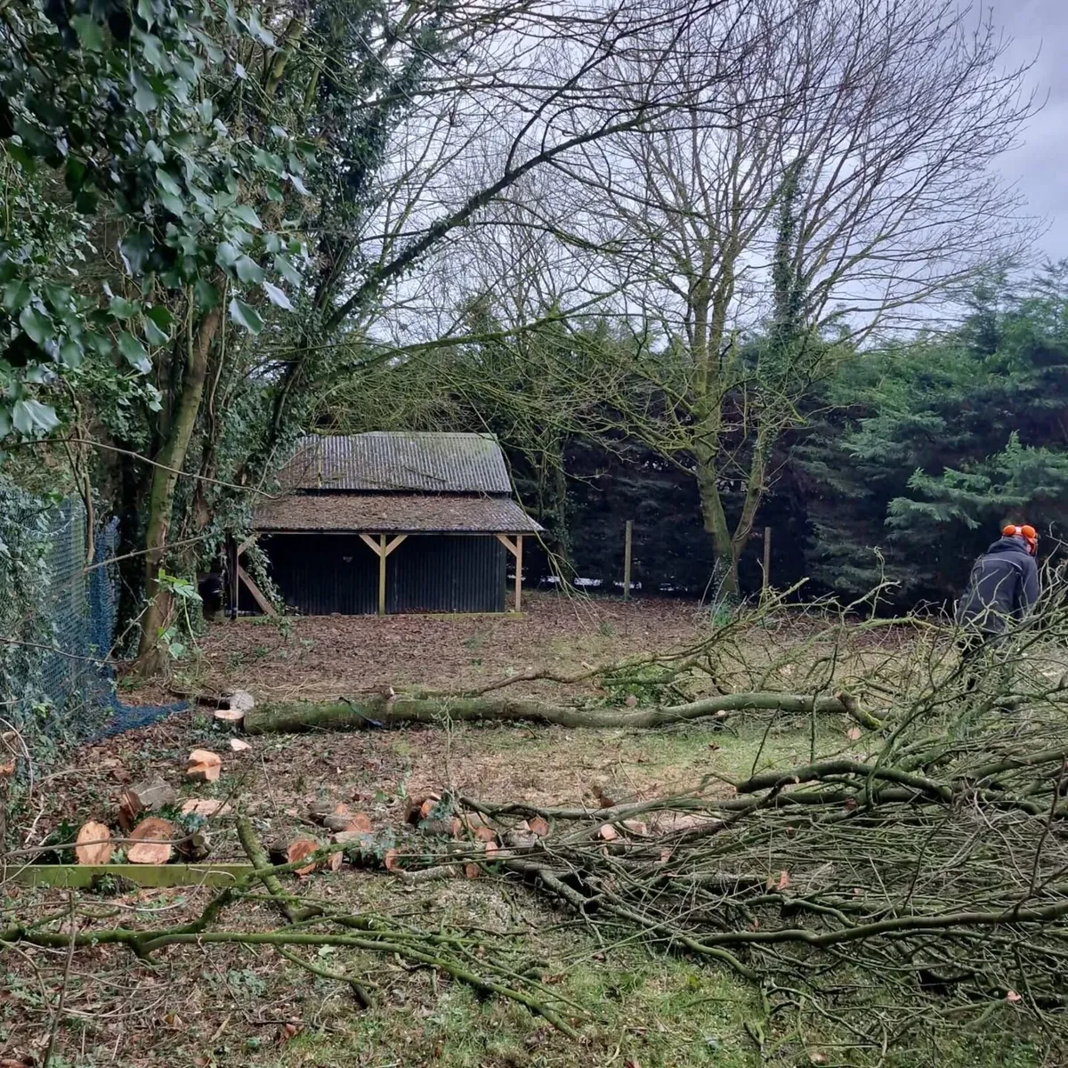 Tree surgeon - Image 4