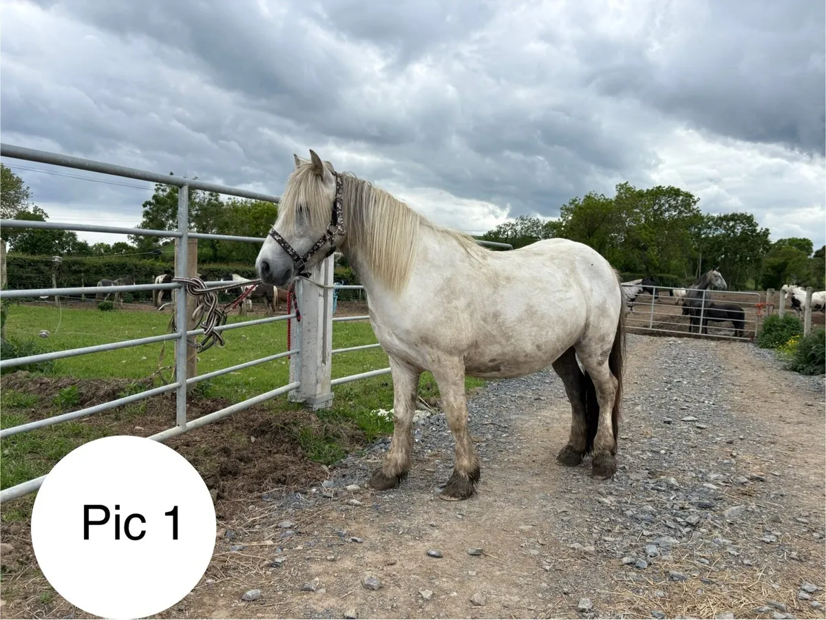 Cheap project ponies - Image 1