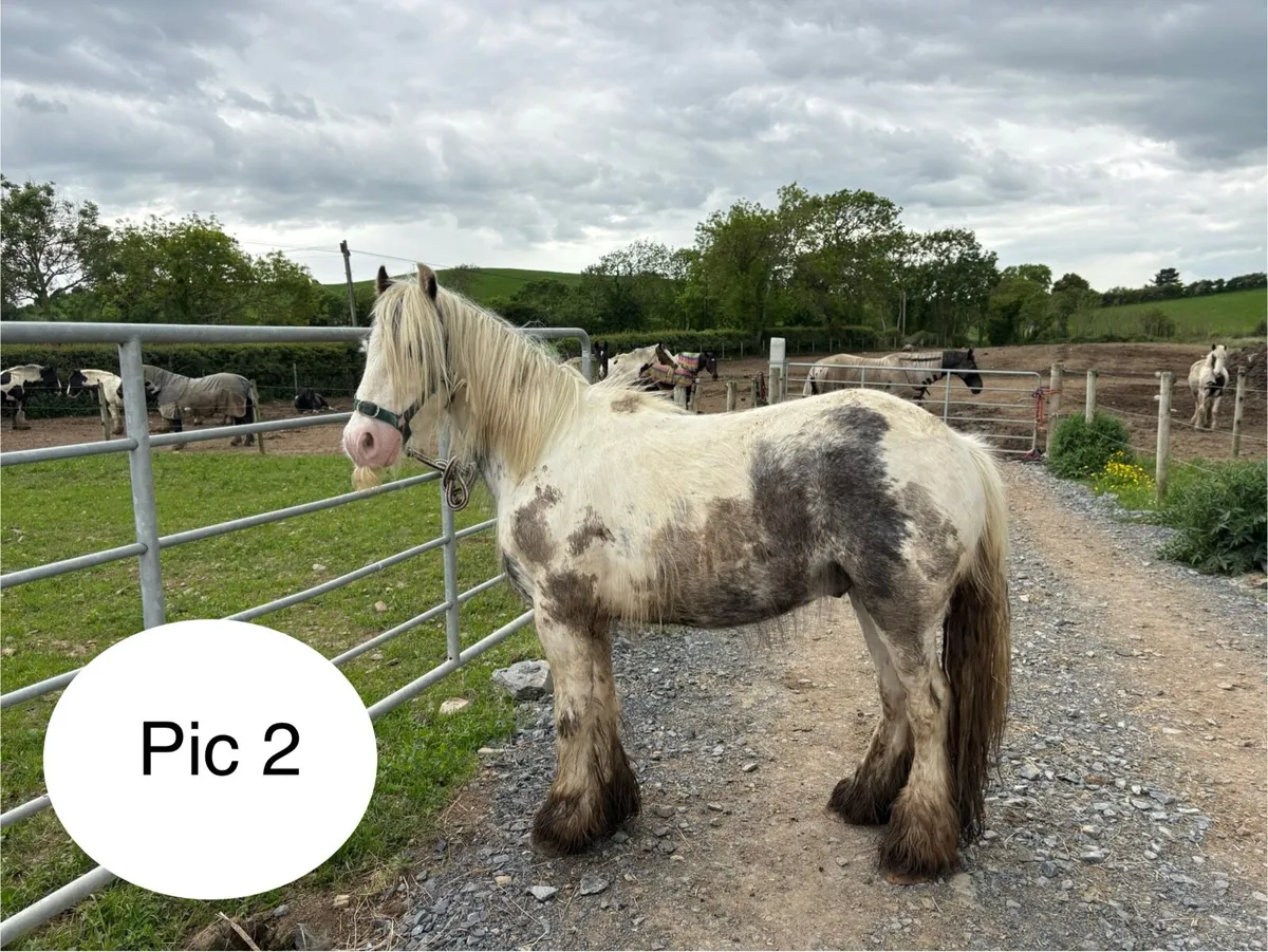 Cheap project ponies - Image 2