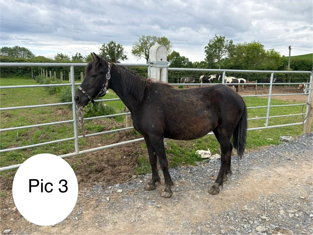 Cheap project ponies - Image 3