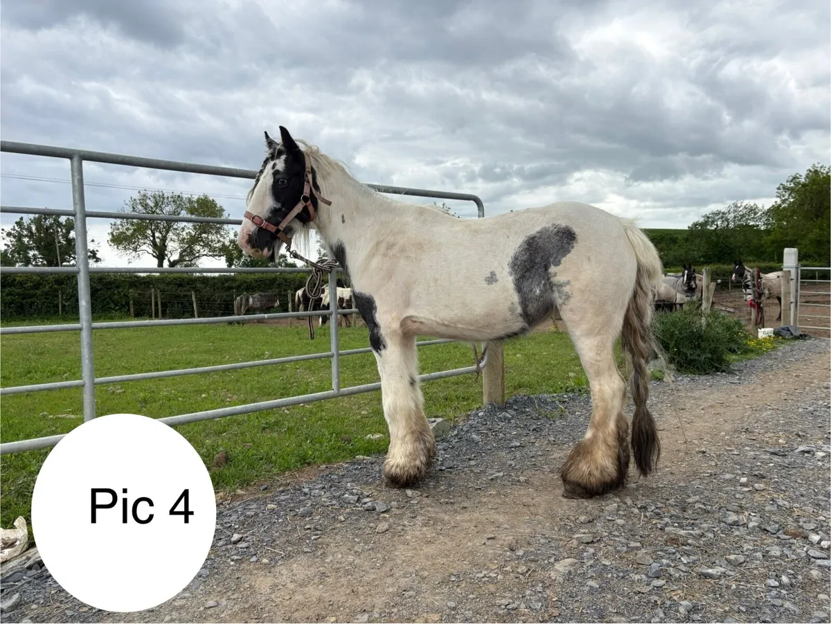Cheap project ponies - Image 4
