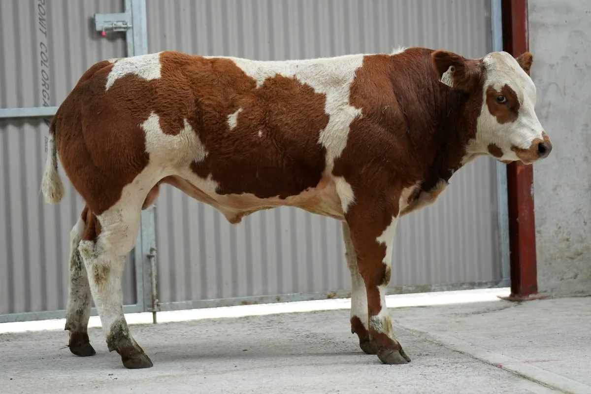 Hybrid Red Blue Bull Weanling-Manorhamilton mart - Image 3