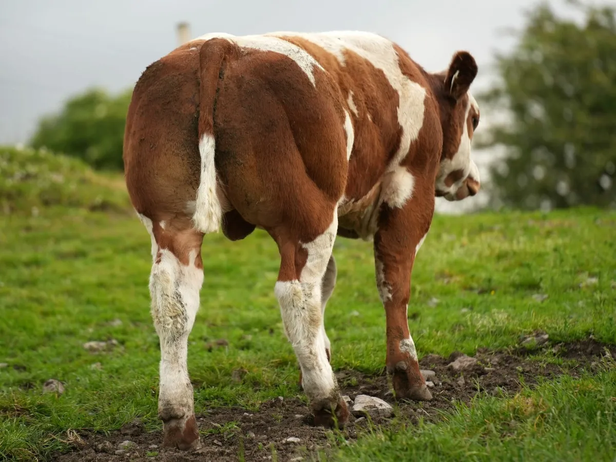 Hybrid Red Blue Bull Weanling-Manorhamilton mart - Image 4