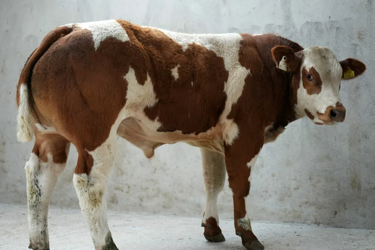 Hybrid Red Blue Bull Weanling-Manorhamilton mart - Image 2