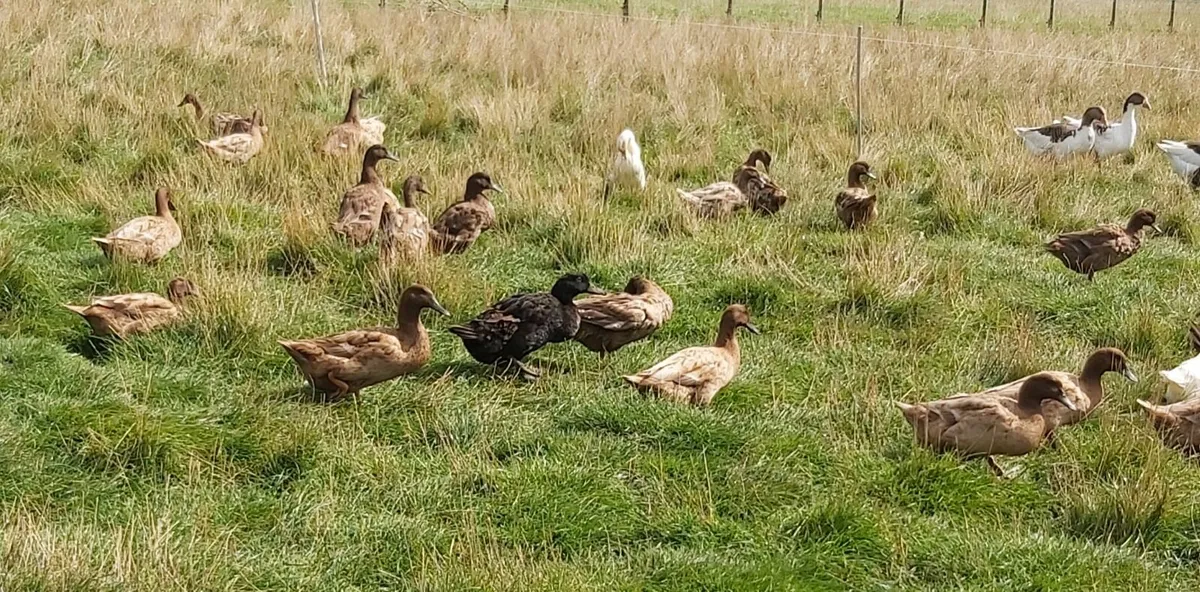 Khaki Cambell Laying Ducks - Image 3