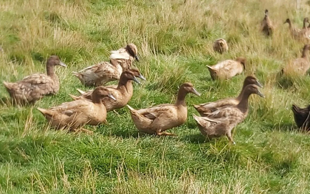 Khaki Cambell Laying Ducks - Image 1