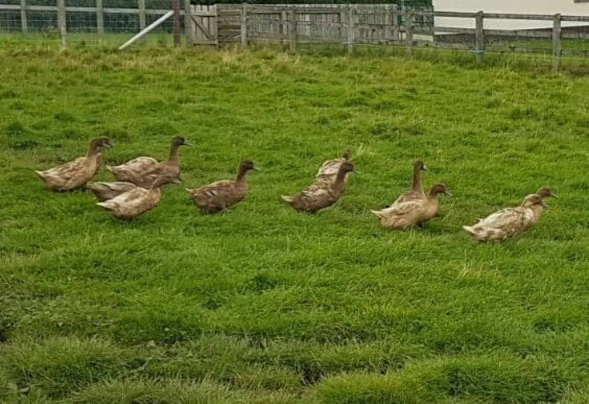 Khaki Cambell Laying Ducks - Image 4