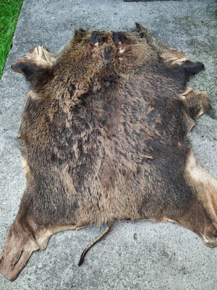 Large real  Wild boar skin rug - Image 1