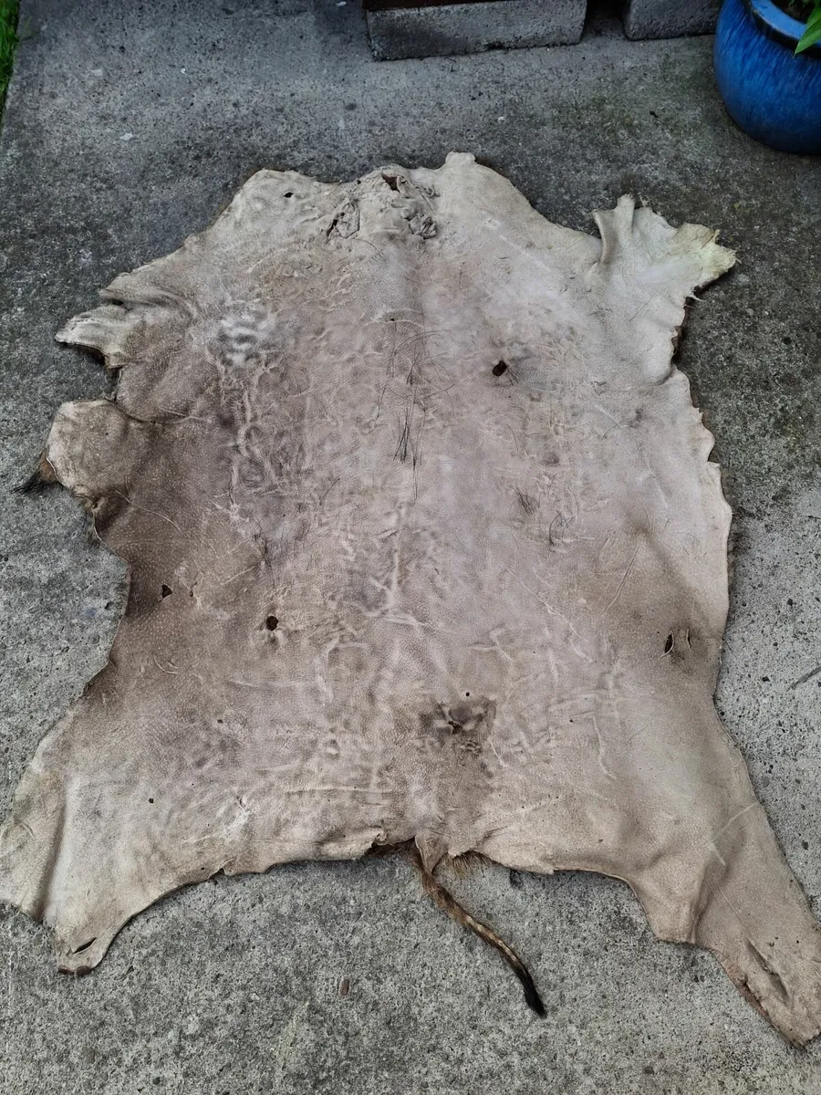 Large real  Wild boar skin rug - Image 2