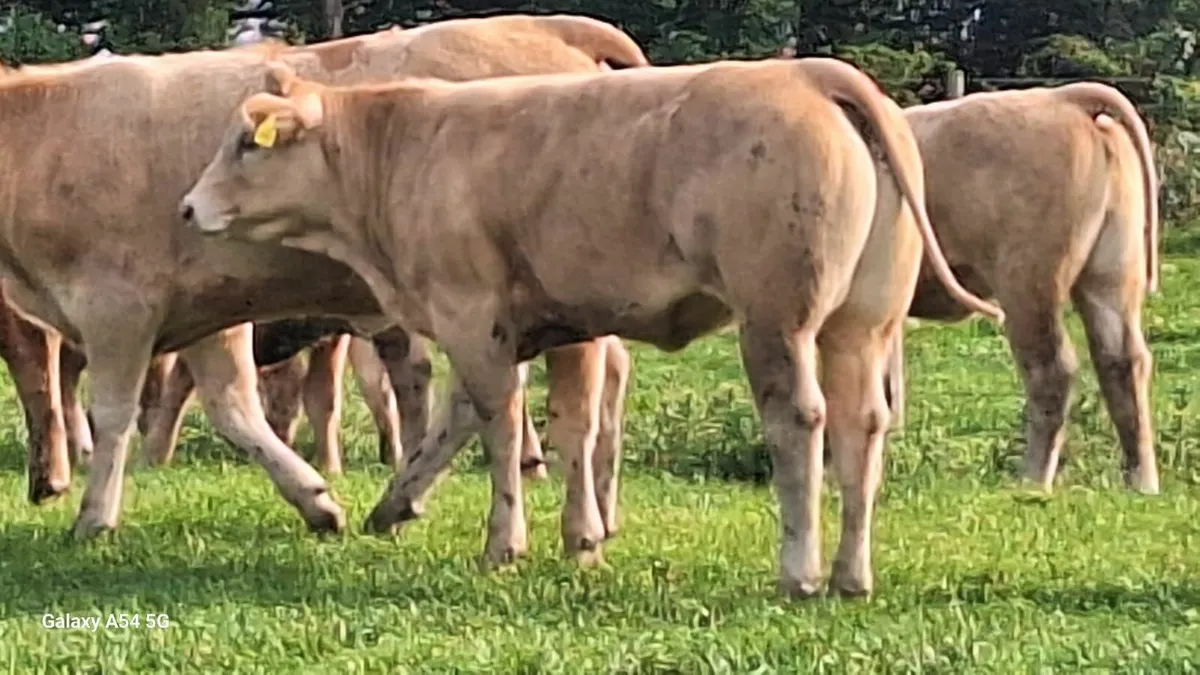 Super u grade heifers - Image 3