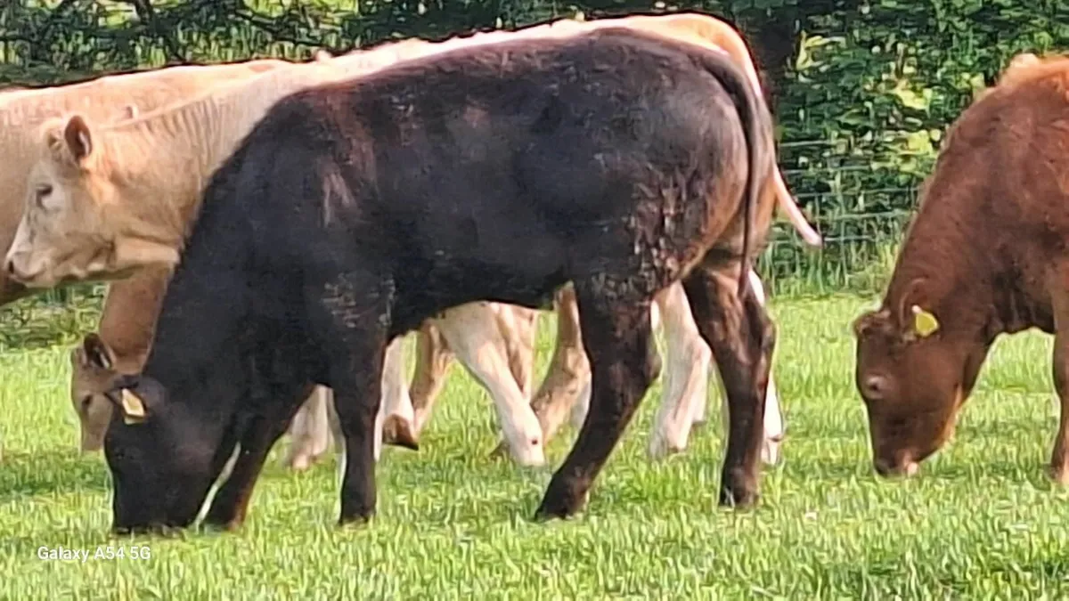 Super u grade heifers - Image 4