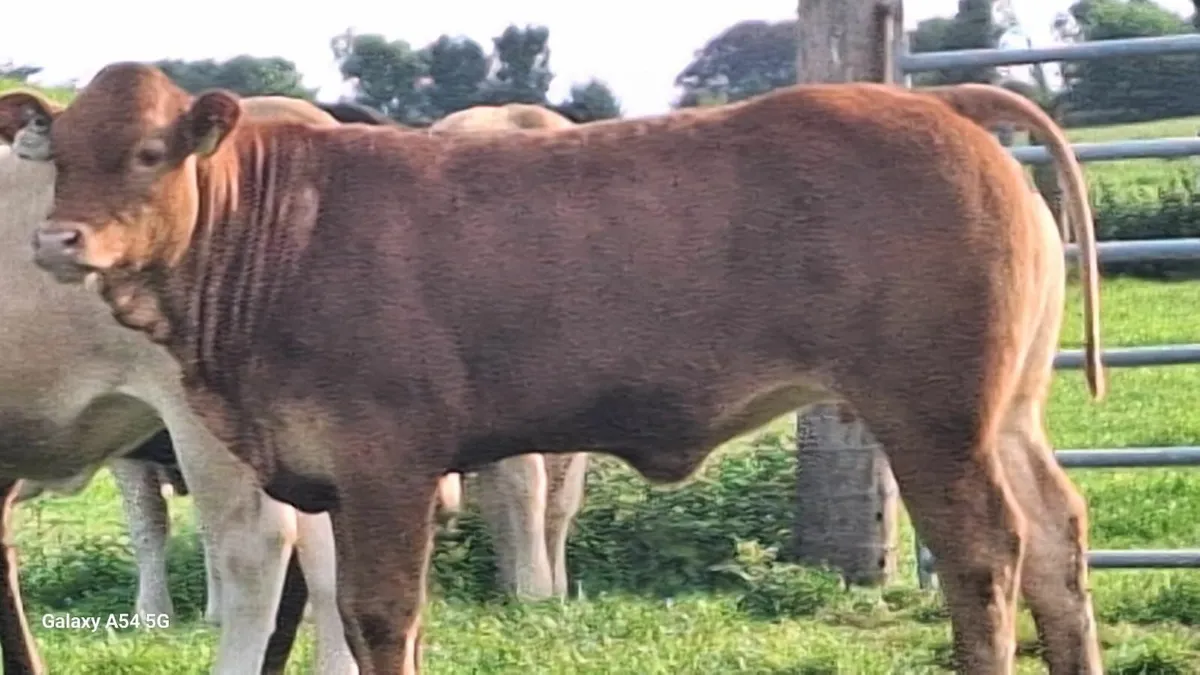 22 Super u grade heifers - Image 4
