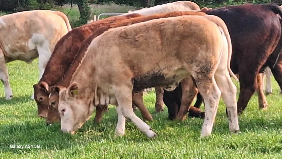 Super u grade heifers - Image 2