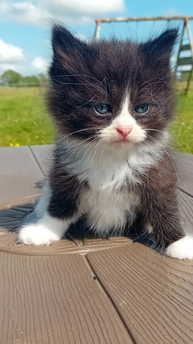 Kitten's - Image 1