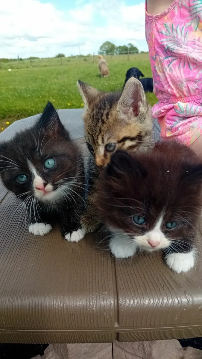 Kitten's - Image 2