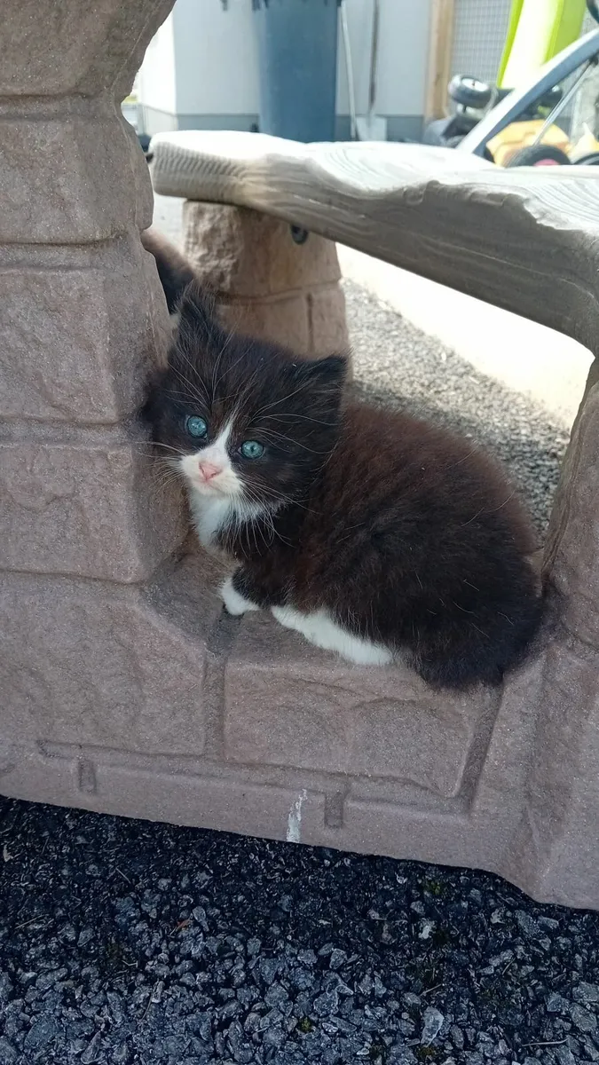 Kitten's - Image 3