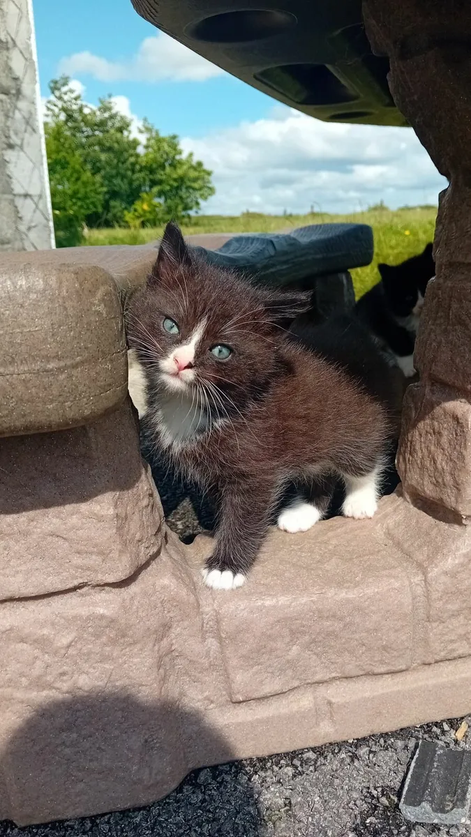 Kitten's - Image 4