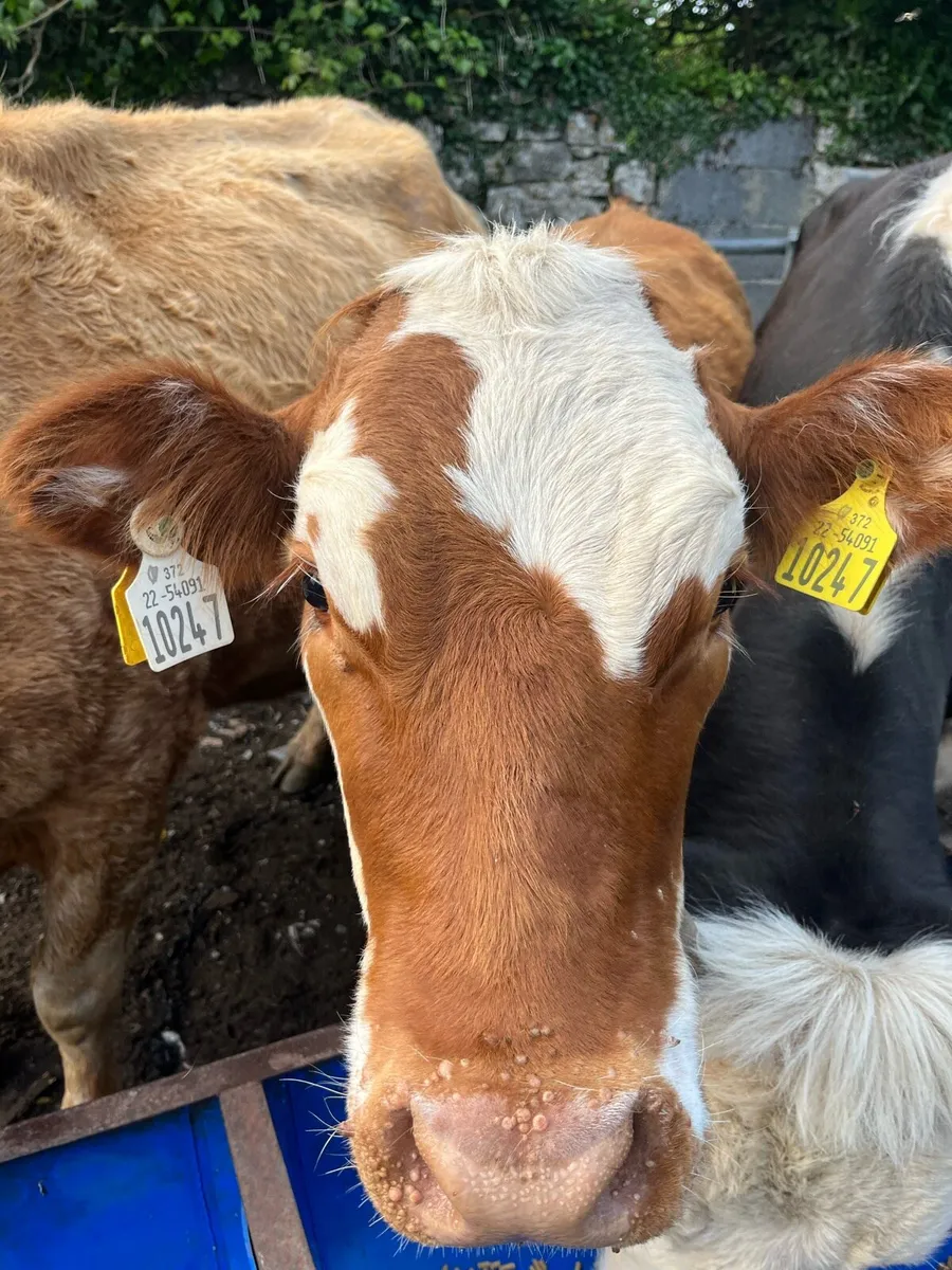 Weanling heifer - Image 1