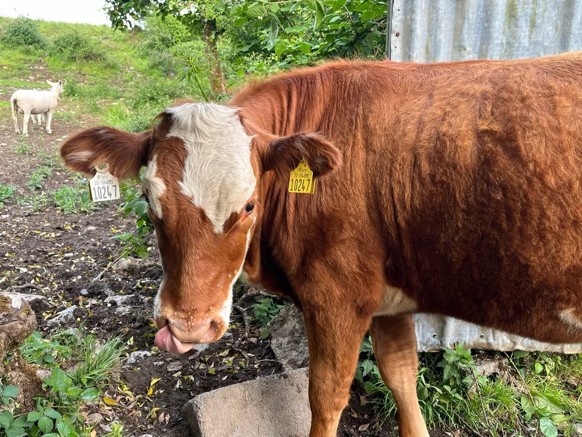 Weanling heifer - Image 2