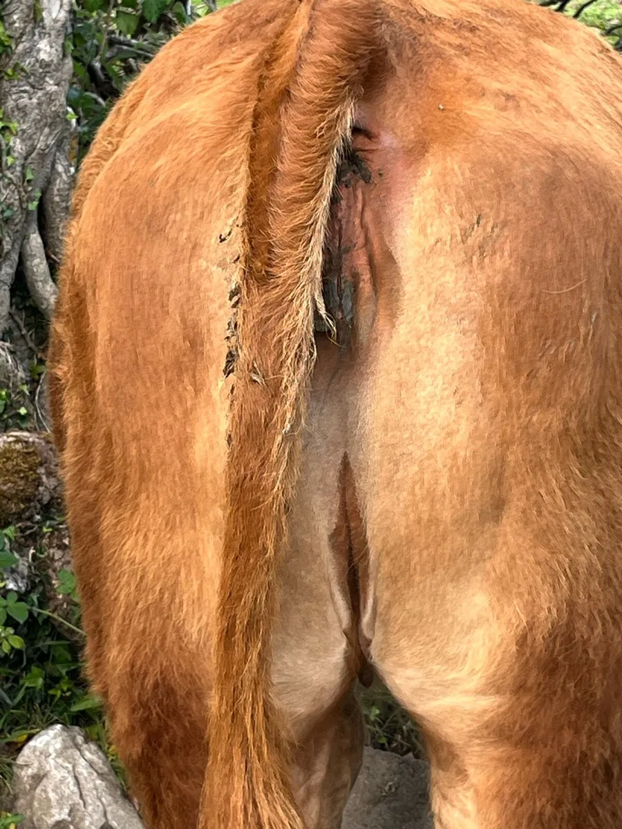 Weanling heifer - Image 3
